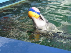 ナイスキャッチ