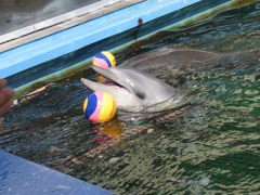 ナイスキャッチ