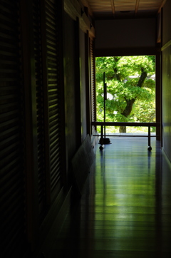 映り込む新緑。