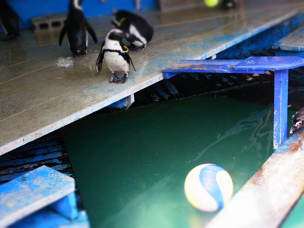 penguin