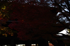 南禅寺の紅葉