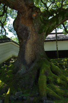 根強く。