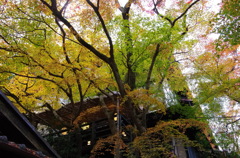 京都大原の秋。