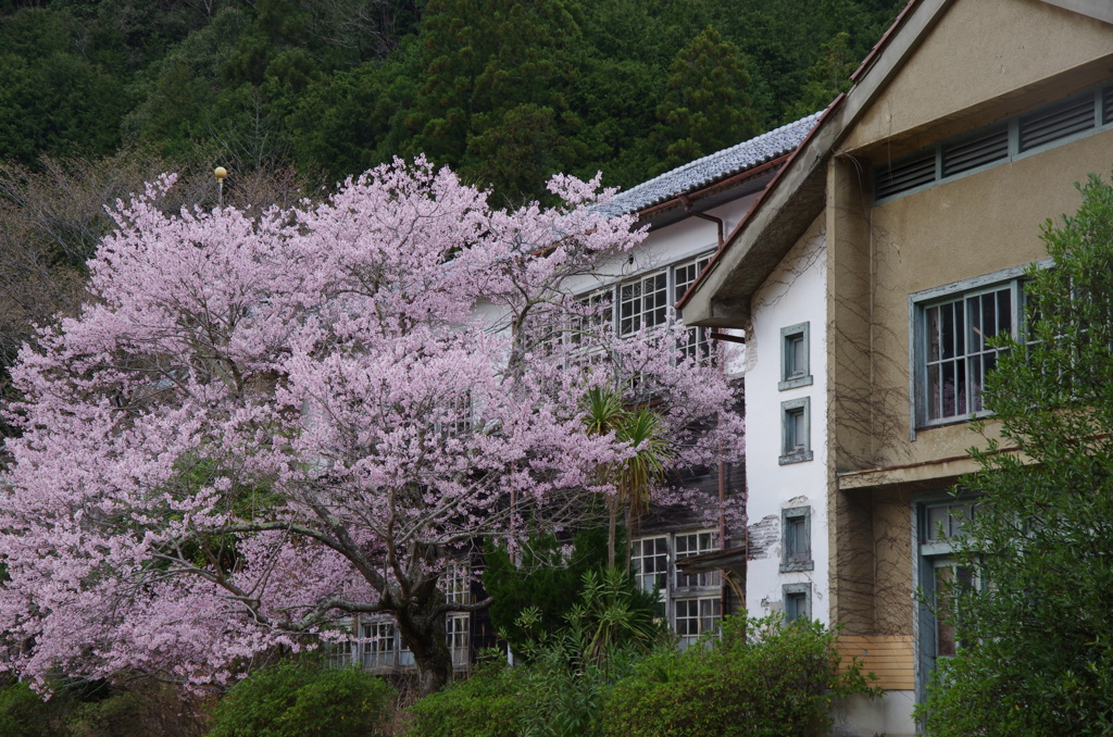 廃校に咲く桜。