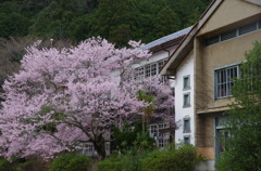 廃校に咲く桜。