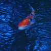 錦鯉