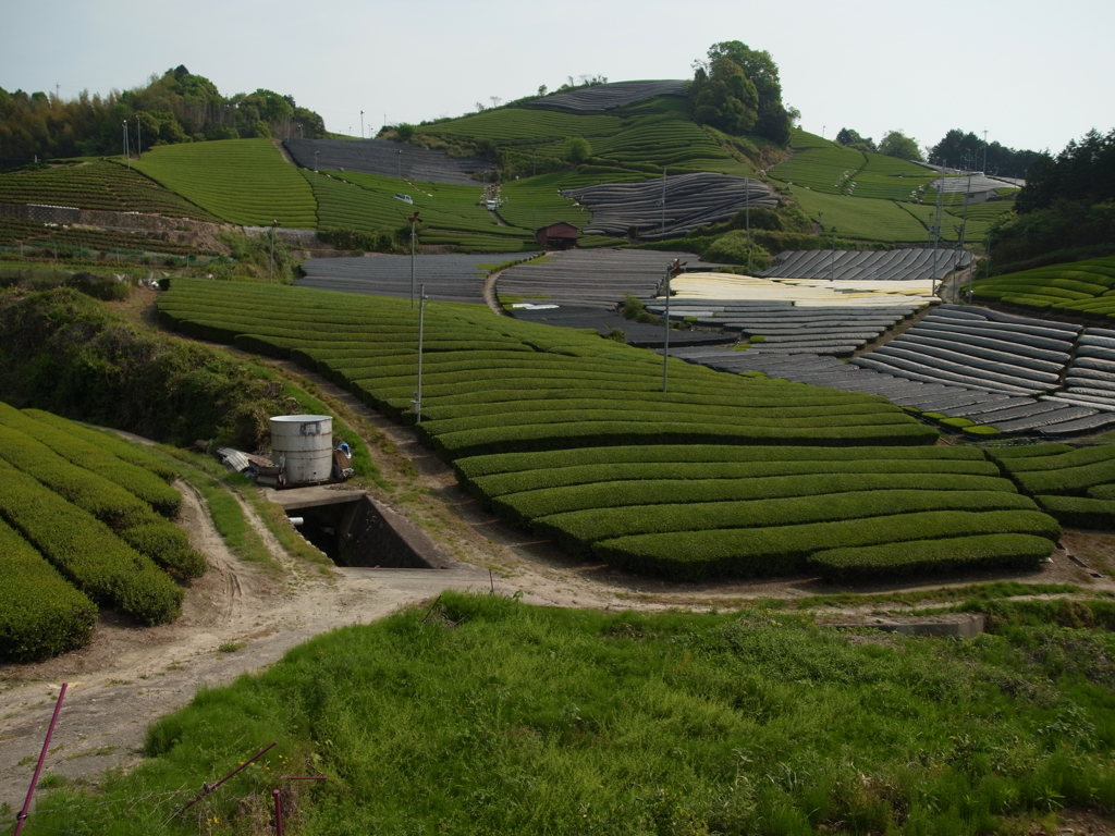 京都・和束の茶畑