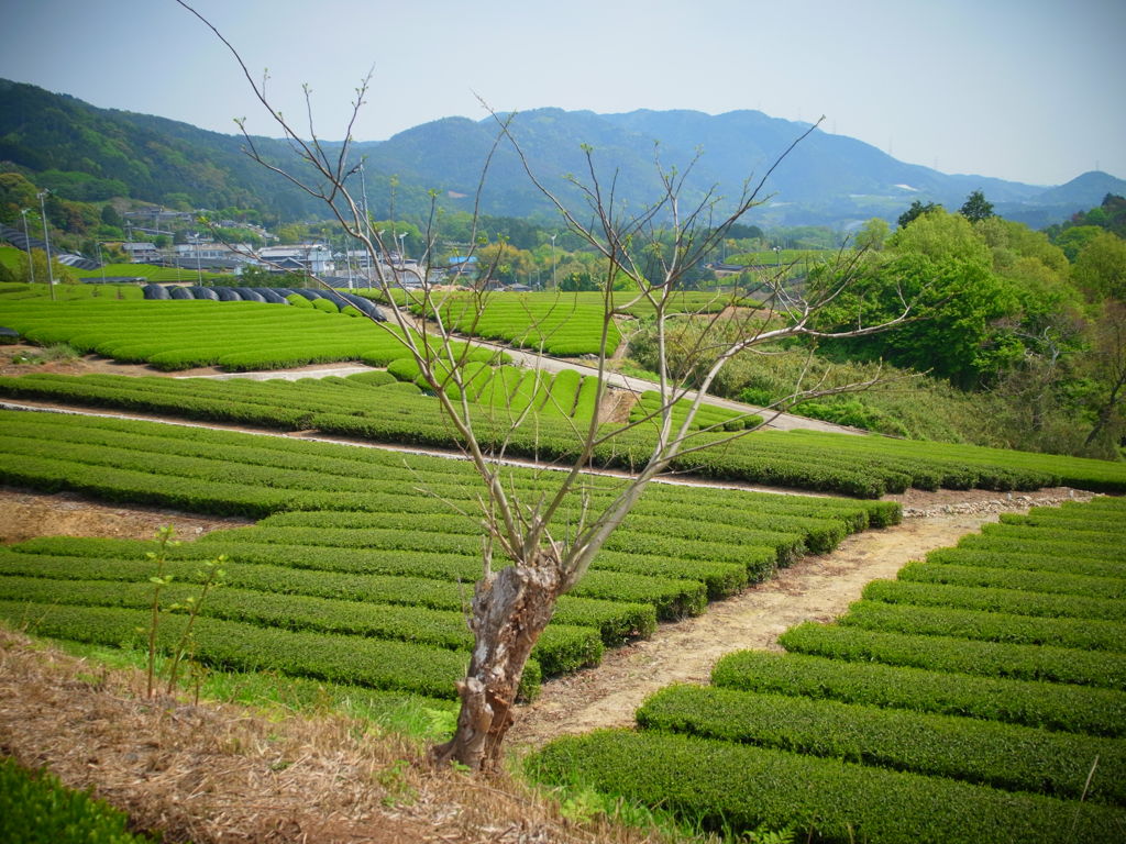 茶の郷