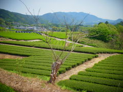 茶の郷