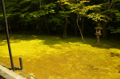 大徳寺　高桐院