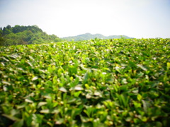 R0011274