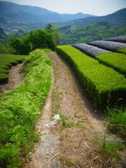 お茶の道