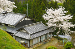 民家の桜。