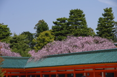 平安神宮の春