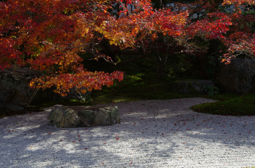 天授庵　紅葉