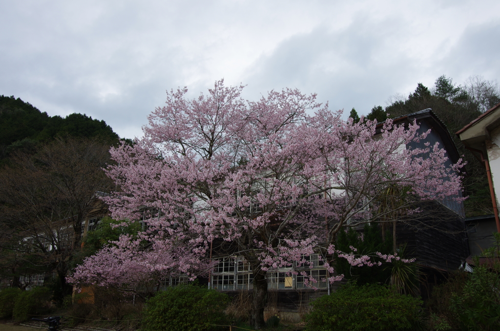 廃校に訪れた春。