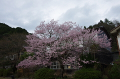 廃校に訪れた春。