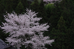 sakura