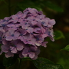 紫陽花