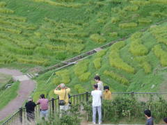 千枚田のカメラマンたち。