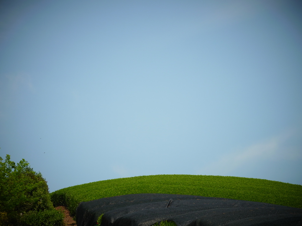天に近い茶葉