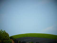 天に近い茶葉