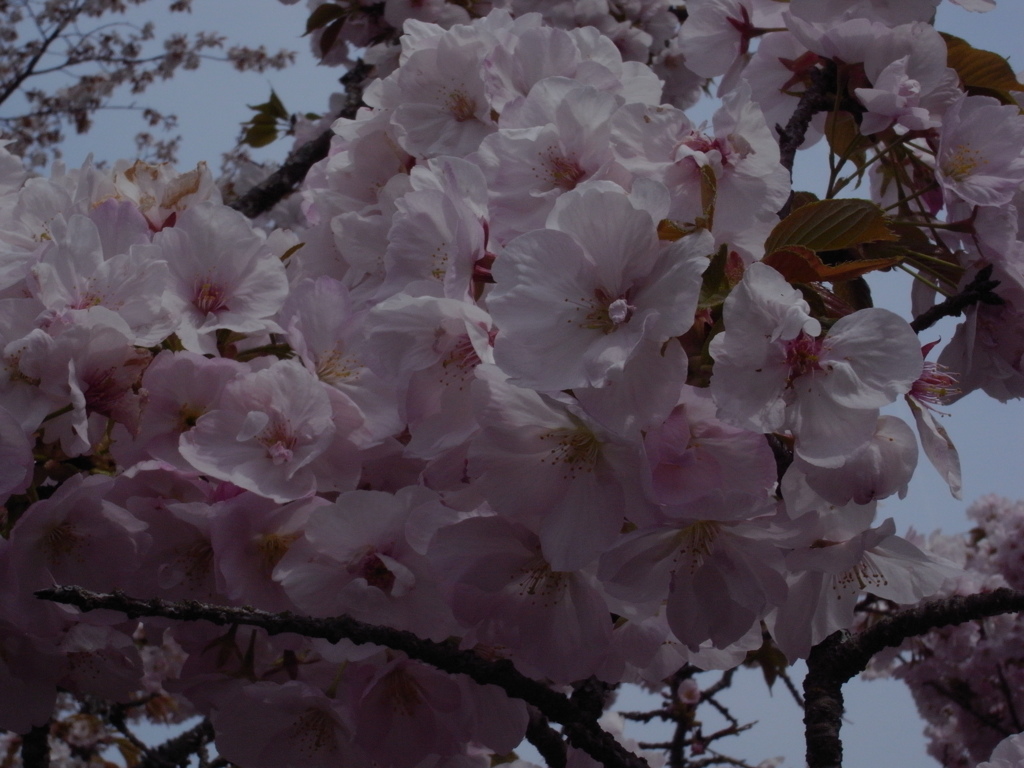 cherry blossom
