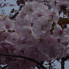 cherry blossom