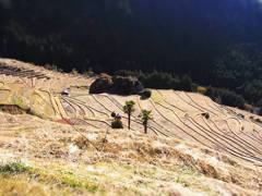 maruyama rice terrace