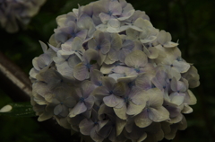 紫陽花