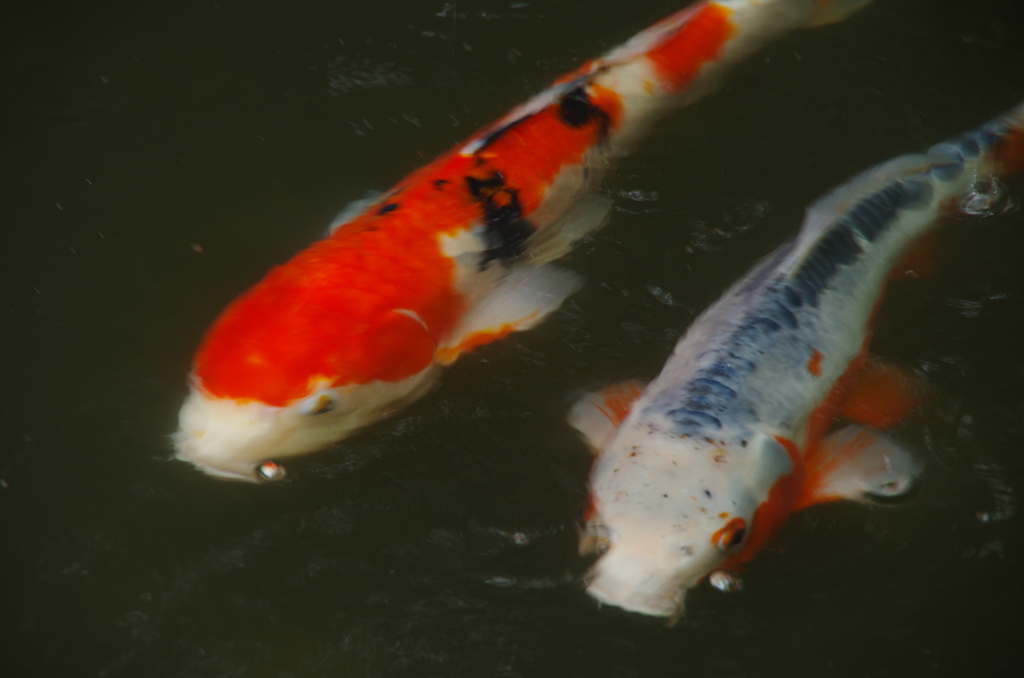 三千院の錦鯉。