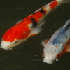 三千院の錦鯉。