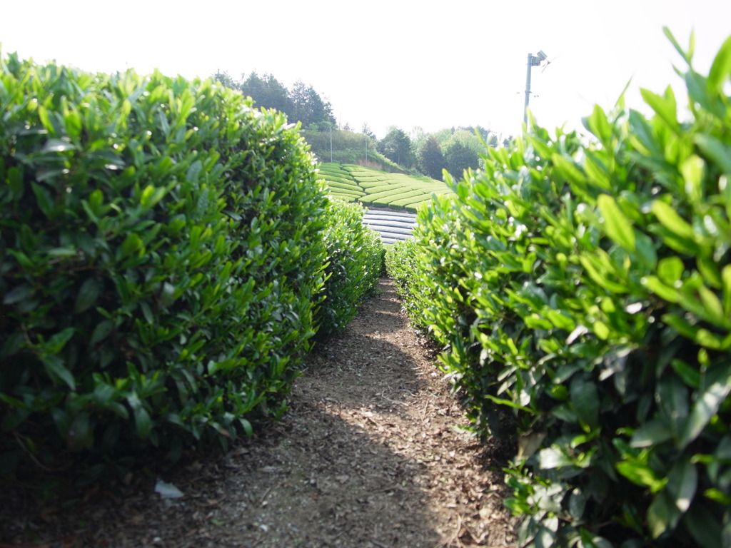 茶畑