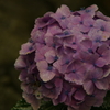 紫陽花