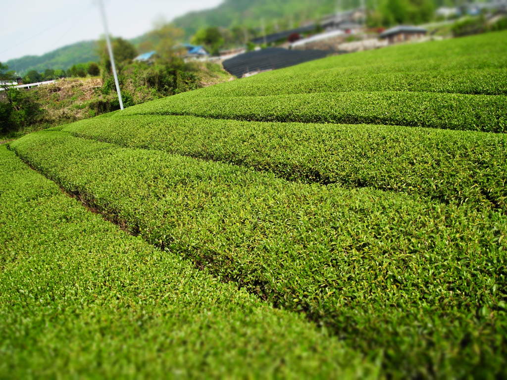 新緑の５月