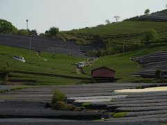 京都・和束の茶畑