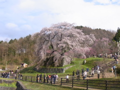 又兵衛桜