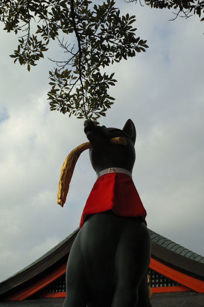 稲荷こんこん。