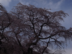 又兵衛のしだれ桜