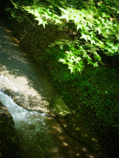 新緑のせせらぎ。