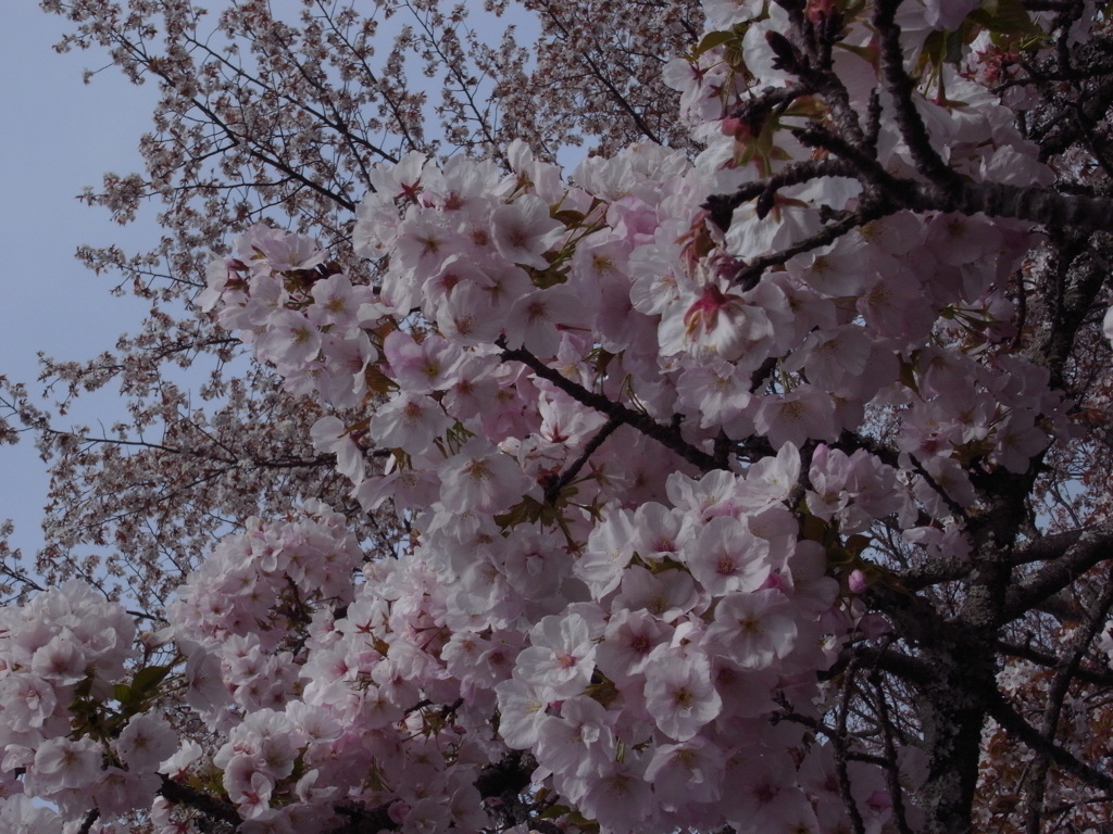 cherry blossom