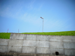 新風