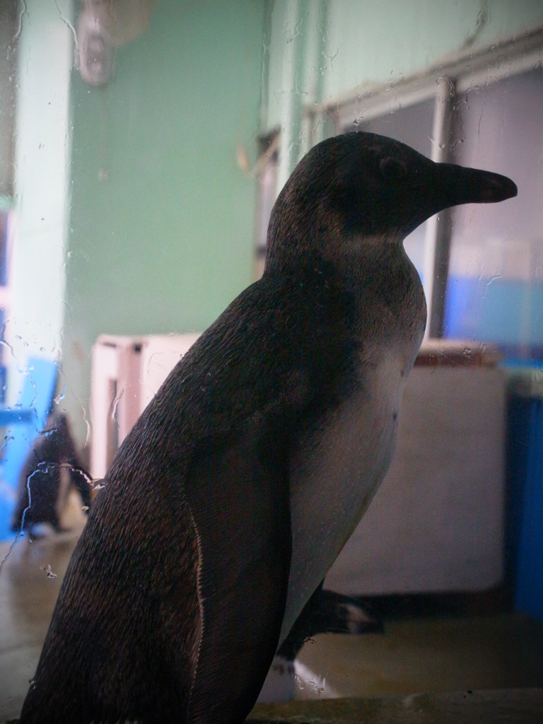 penguin