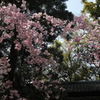 DP1M0632