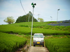 お茶のさと。