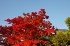 源光庵の紅葉。