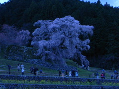 又兵衛桜