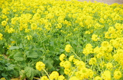 菜の花畑。