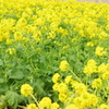 菜の花畑。