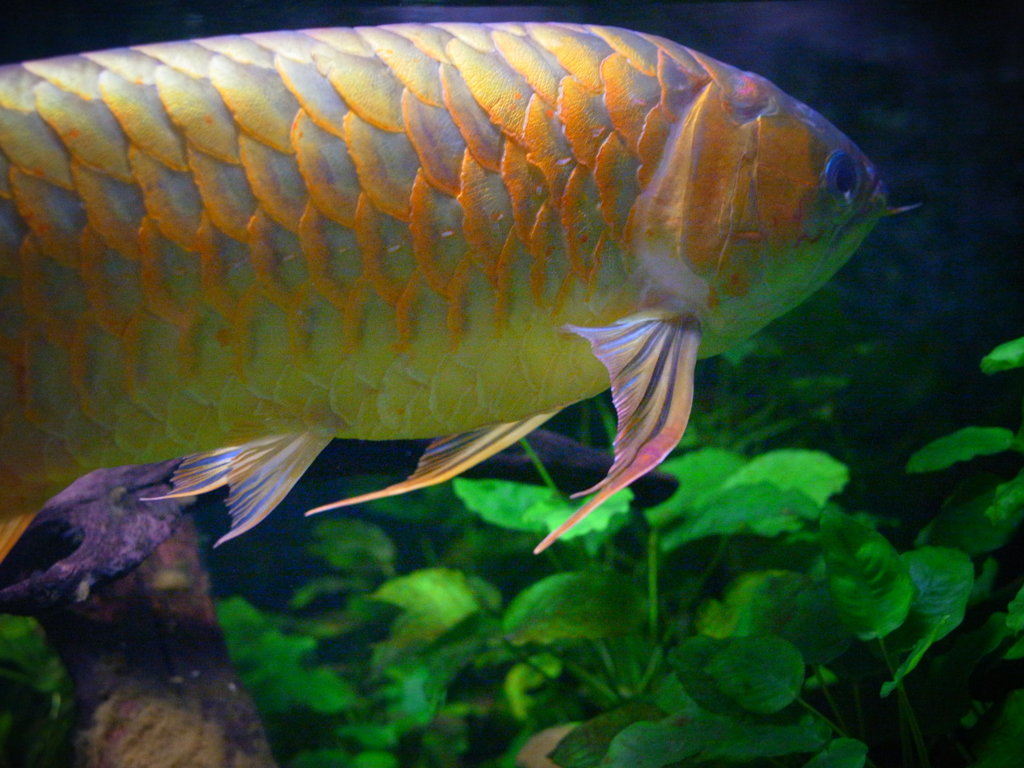 チーム・ドラゴン！！